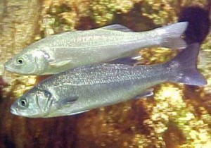 Conditions de la pêche du bar dans le Golfe de Gascogne